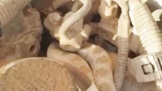 Snake inside his car engine - سائق يعثر على افعى ثعبان داخل محرك سيارته - افعى فى محرك السيارة.