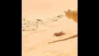 Serpent du désert contre chat des sables - Fennec renard et serpent.