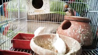 Birds are endothermic, and because they fly,