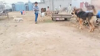 DOG FIGHT Febspot video virar