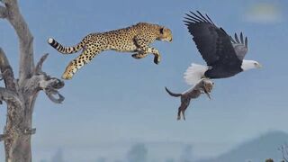 Mother_Leopard_save_Her_Baby_Fail_Hunt_Eagle_To_Reveng