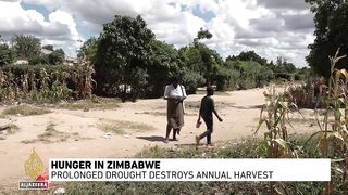 Hunger in Zimbabwe_ Prolonged drought destroys annual harvest.