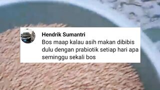 Bibis pakan dengan PROBIOTIK itu setiap hari atau seminggu sekali❓