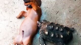 funny dog playing with TORTO