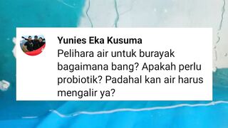 Cara memelihara kualitas air kolam❗ Budidaya ikan ya budidaya airnya juga