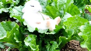 "Adorable Baby Rabbit's Leaf Munching Adventure!"
