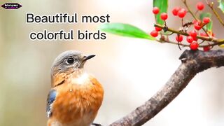 Beautiful most colorful birds the video and music.