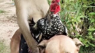 Funny monkey  riding a dog with a hen