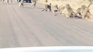 Wildlife