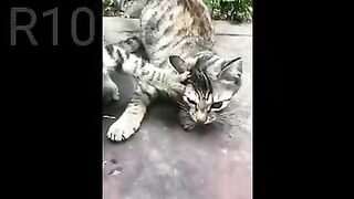 cats????????????