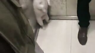 Best funny videos