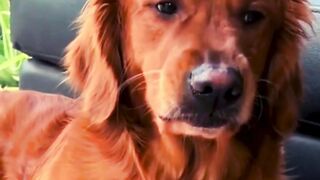 The end ???????????? #funny #viral #shorts #pets #petfriendships