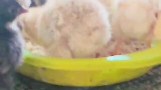 A white chicken ll beautiful chicken