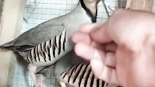 These birds can fly