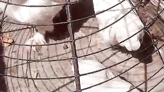 Chicken in the cage ll morning