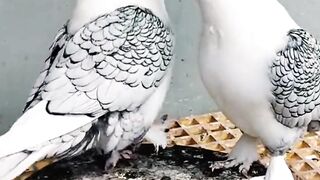 "Enchanting Moment: Two Beautiful Pigeons Find Love"