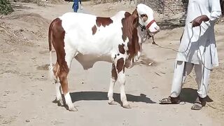 Beautiful cattle