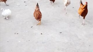 Birds Planet
