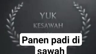 PANEN PADI DISAWAH