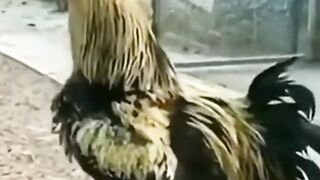 cock's morning call to prayer