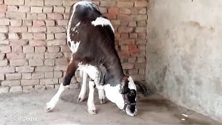 Cholistani cattle
