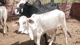 Cholistani bachrah
