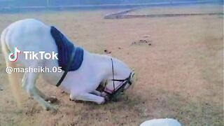 Sajdy for animal