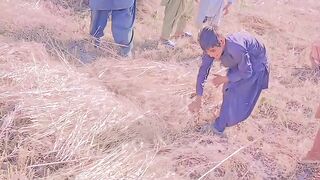 Wheat gamdum