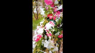 Beautiful view of flower#beautfull#view#viral