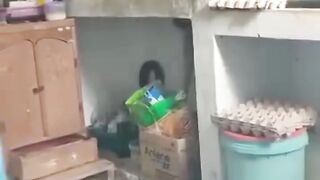 the cobra entered the house