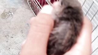 #birdrescue