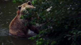 Broun bear in water
