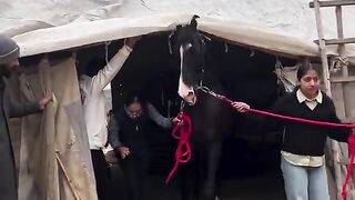 horsedance #foryoupage #fypviral #foryou #viral #imrankhan #fypシ゚viral #horsedance2024#viralvi