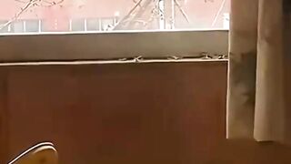 funny cats