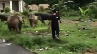 A rampaging buffalo hits a motorbike rider