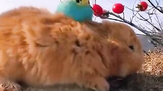 Beautiful birds video