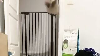 cat jumping easily