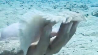 The fish next to it is very tame with divers