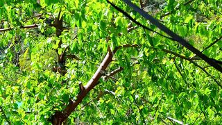 Beautifull natural beauty video