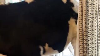 Cow enter in home