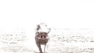 Animal wild video