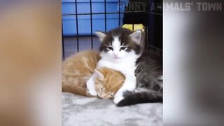 Mischievous Cat