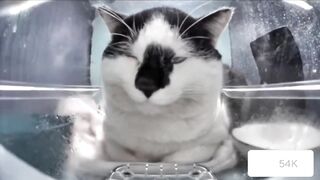 Cats.Mr. Polite Cat mrrrrmrrrrrrr