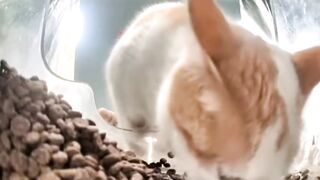 Two cats trying to eat
