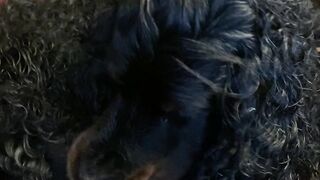 "A Day in the Life of a Majestic Gordon Setter: Adventures, Training, and Companionship"