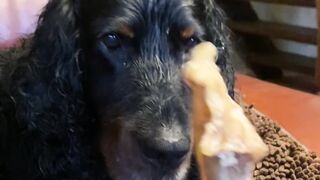 "Gordon Setter Chronicles: A Tail of Adventure and Friendship"
