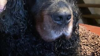 "Gordon Setter Unleashed: A Journey of Joy and Exploration"