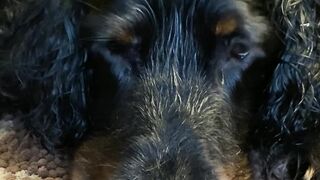 "Gordon Setter Tales: Exploring Life's Adventures with Furry Friends"