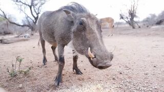 babi afrika
