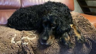 "Gordon Setter: A Day in Their World - Adventures and Affection"